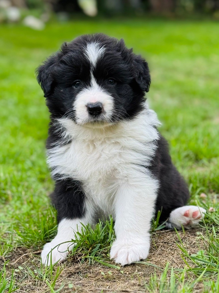 De L'Ivresse D'Amour - Chiots disponibles - Border Collie