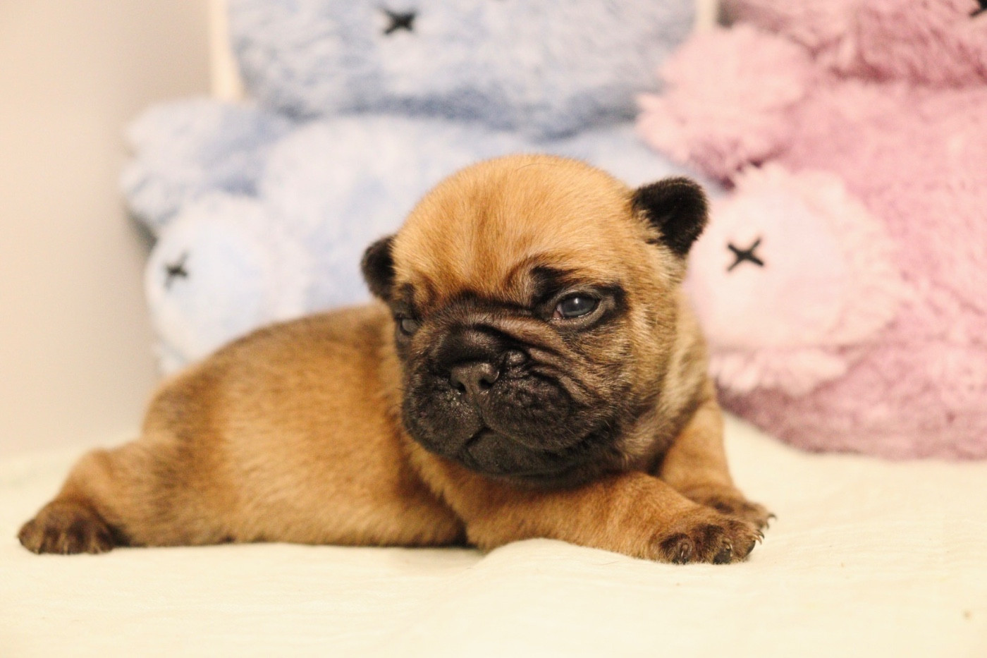 De L'Ivresse D'Amour - Chiots disponibles - Bouledogue français