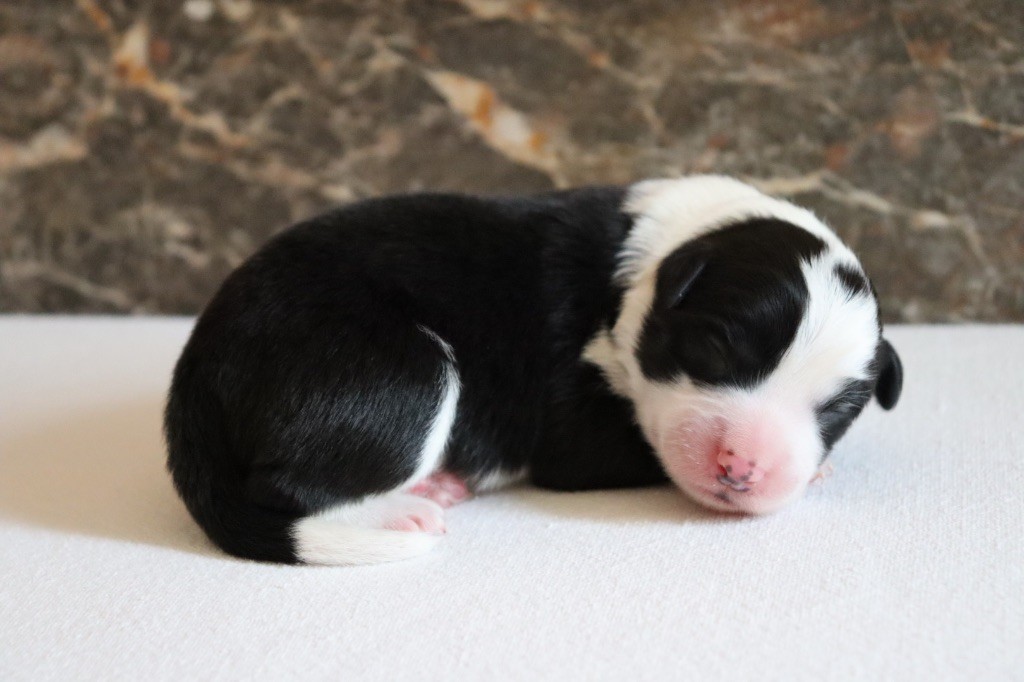 De L'Ivresse D'Amour - Chiots disponibles - Border Collie