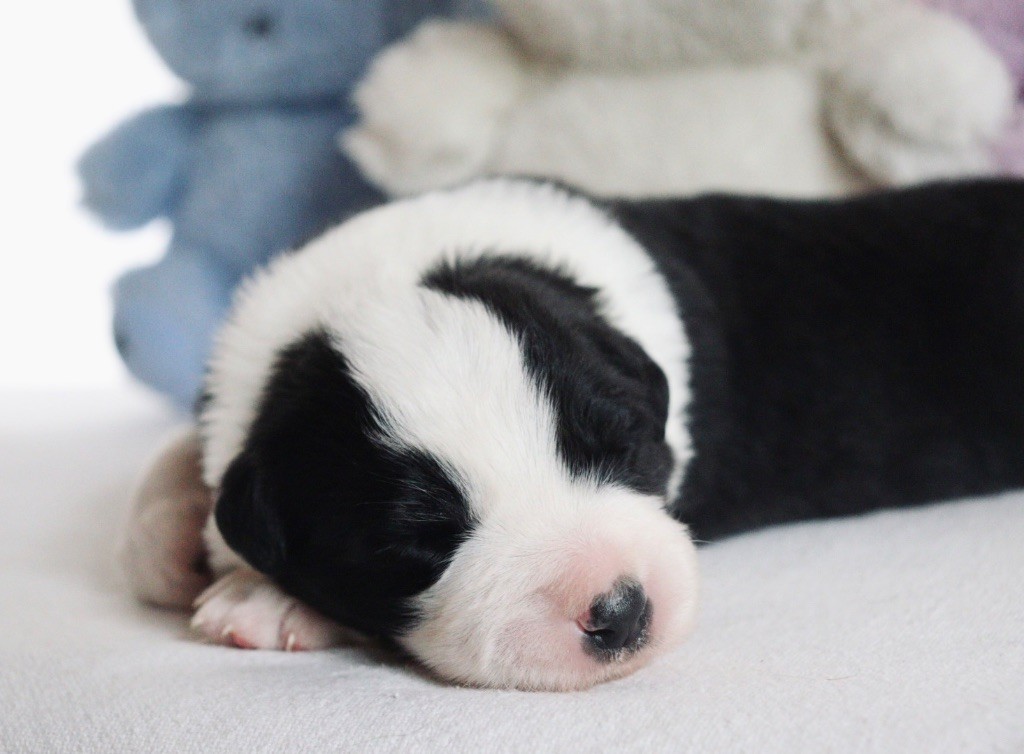 De L'Ivresse D'Amour - Chiots disponibles - Border Collie