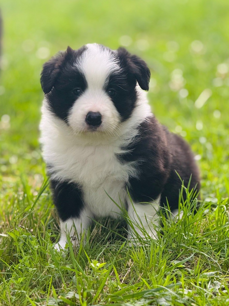 De L'Ivresse D'Amour - Chiots disponibles - Border Collie
