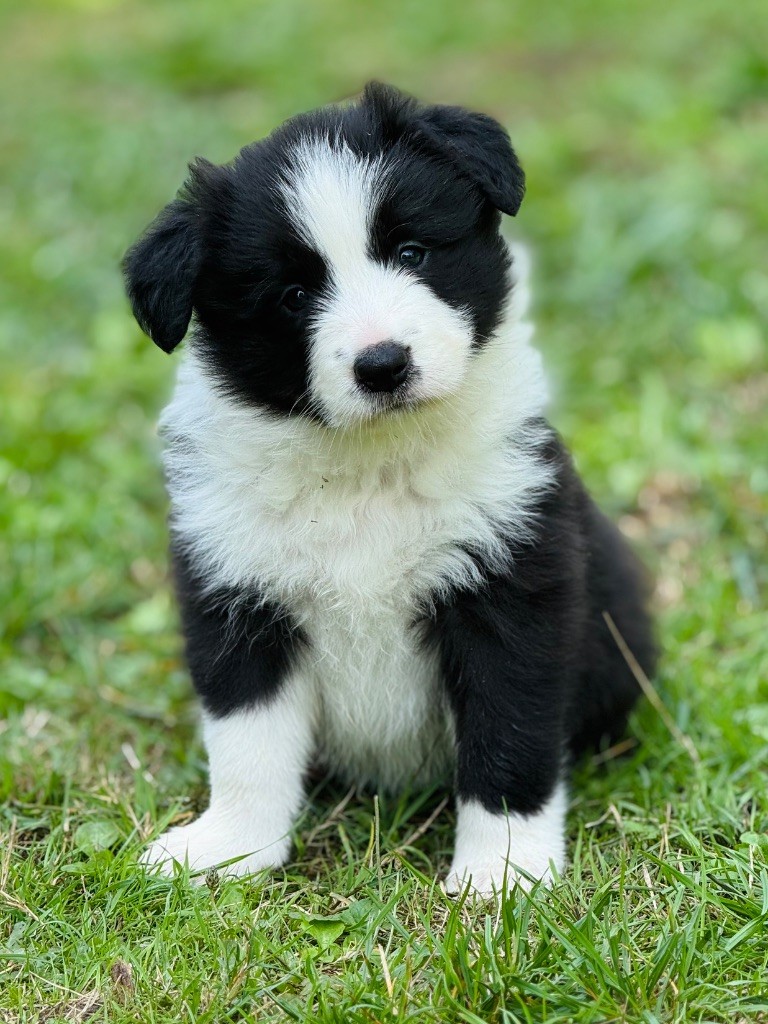 De L'Ivresse D'Amour - Chiots disponibles - Border Collie
