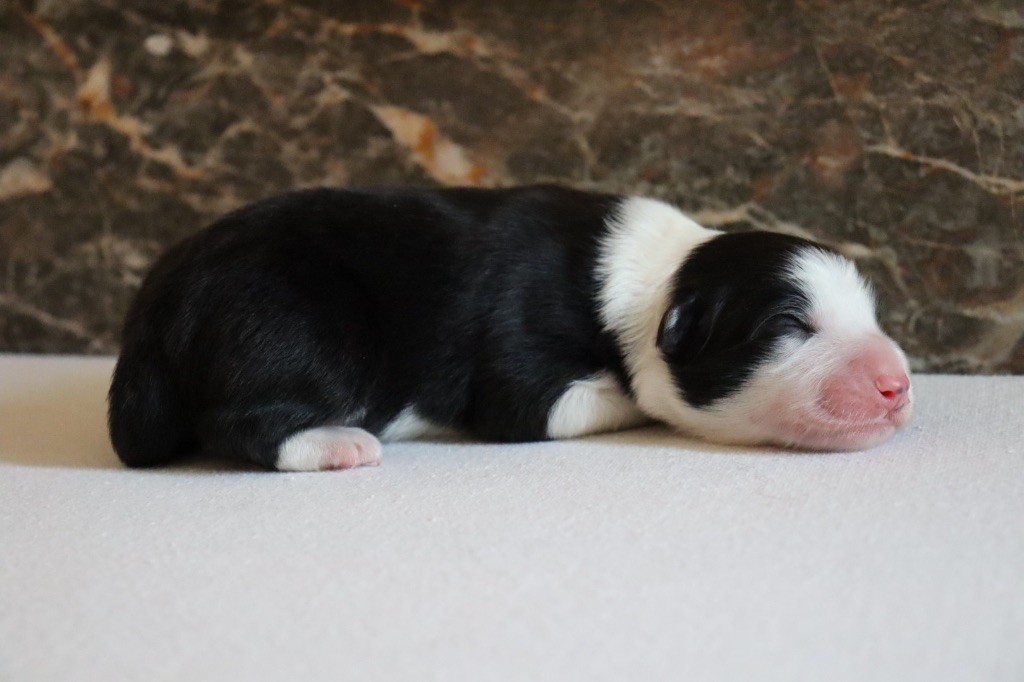 De L'Ivresse D'Amour - Chiots disponibles - Border Collie