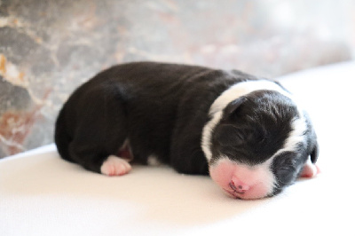 CHIOT 5