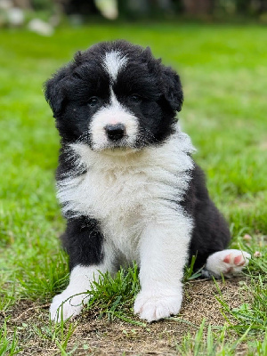 CHIOT