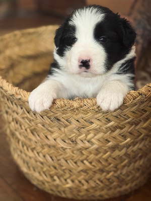 Astro