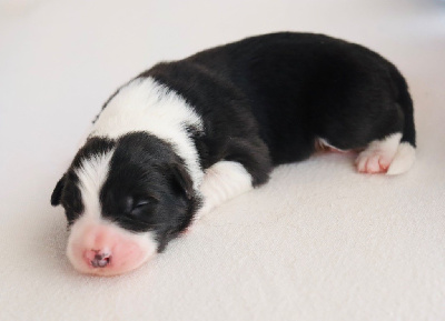 CHIOT