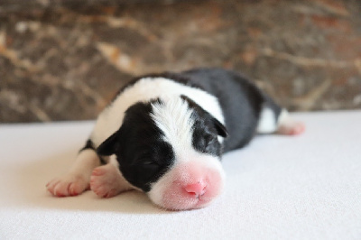 CHIOT 1