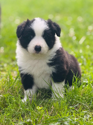 CHIOT