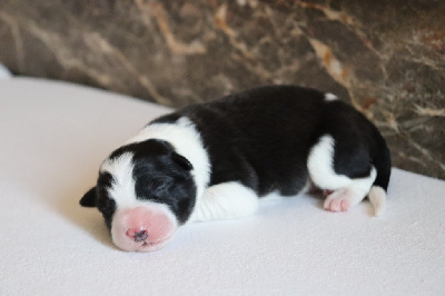 CHIOT 3