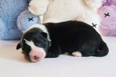 CHIOT