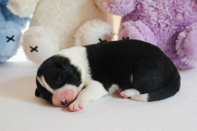 CHIOT