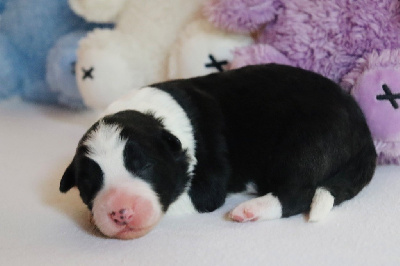 CHIOT