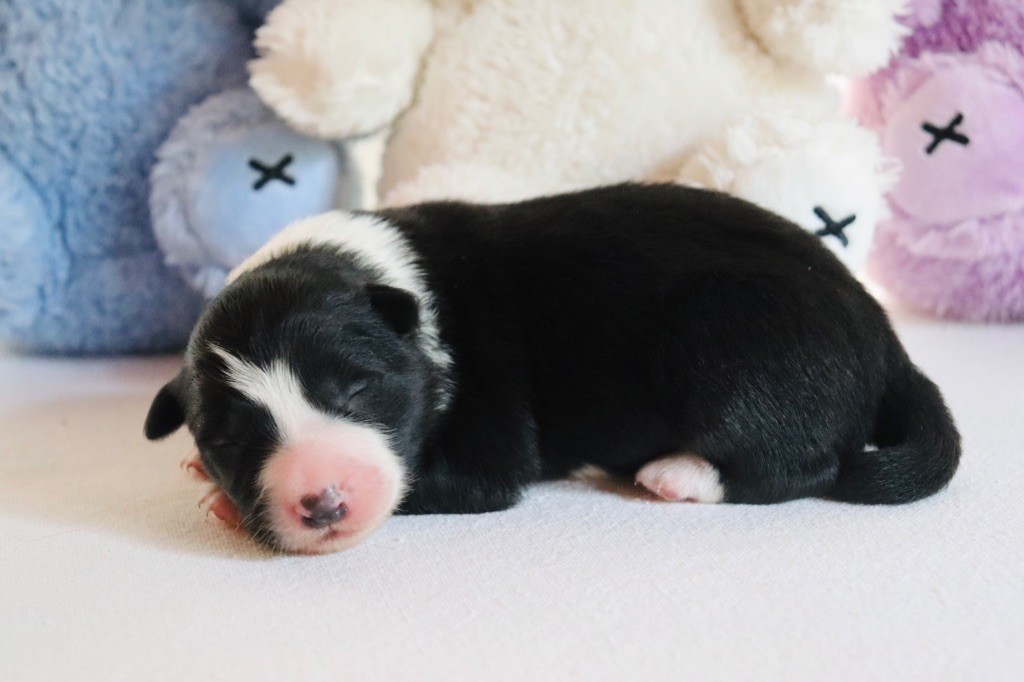 De L'Ivresse D'Amour - Chiots disponibles - Border Collie