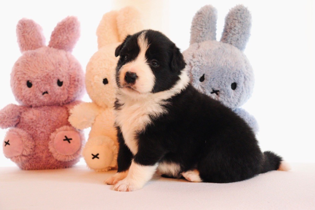 De L'Ivresse D'Amour - Chiots disponibles - Border Collie
